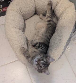 Merlin -  Domestic Medium Hair Cat for Adoption in North Babylon, New York - Merlin | PetCurious