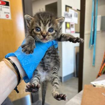 Ham Sandwich -  Domestic Short Hair Cat for Adoption in Columbiana, Alabama - Ham Sandwich | PetCurious
