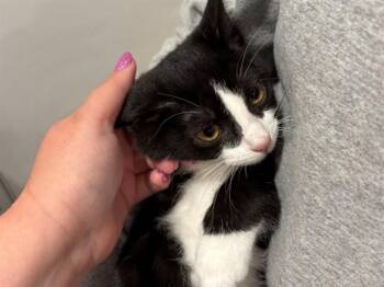 SOCKS -  Domestic Short Hair Cat for Adoption in Fort Wayne, Indiana - SOCKS | PetCurious