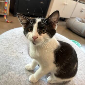 Bomber -  Domestic Short Hair Cat for Adoption in Bonners Ferry, Idaho - Bomber | PetCurious