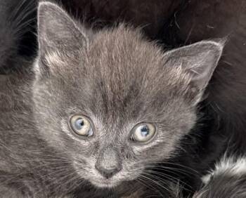Asher -  Domestic Medium Hair Cat for Adoption in Sneads Ferry, North Carolina - Asher | PetCurious