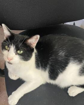 Domestic Short Hair Cats Available for Adoption in Dallas, Texas - Pandee 5356 | PetCurious