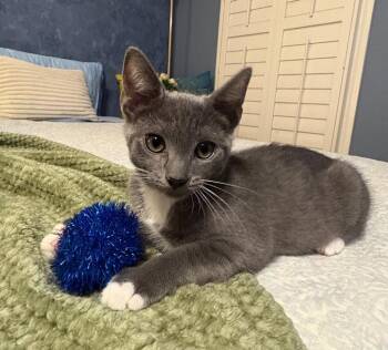 Edge -  Domestic Short Hair Cat for Adoption in Garner, North Carolina - Edge | PetCurious