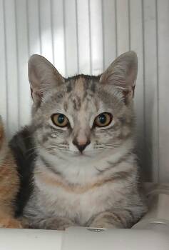 Honeycomb Coral -  Tabby and Domestic Short Hair Cat for Adoption in Bay City, Michigan - Honeycomb Coral | PetCurious