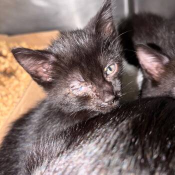 Lyle -  Domestic Short Hair Cat for Adoption in Lake Jackson, Texas - Lyle | PetCurious