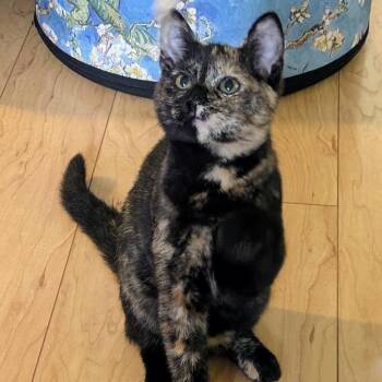 Possie -  Domestic Short Hair Cat for Adoption in West Warwick, Rhode Island - Possie | PetCurious
