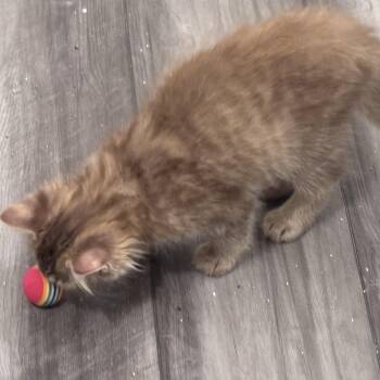 Citrus -  Domestic Long Hair and Tabby Cat for Adoption in Liverpool, Texas - Citrus | PetCurious