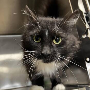 Lisa -  Domestic Long Hair Cat for Adoption in Harrisville, West Virginia - Lisa | PetCurious