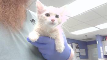 PETER -  Domestic Long Hair and Domestic Short Hair Cat for Adoption in Omaha, Nebraska - PETER | PetCurious