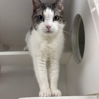 Renezmaie -  Domestic Short Hair Cat for Adoption in Reisterstown, Maryland - Renezmaie | PetCurious