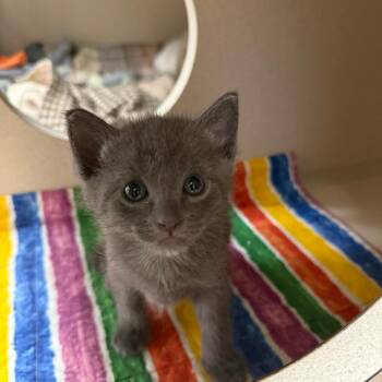 Burglekutt -  Domestic Short Hair Cat for Adoption in Pagosa Springs, Colorado - Burglekutt | PetCurious