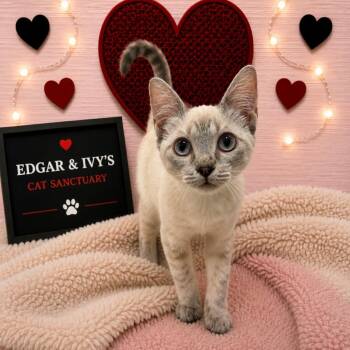 Princess Celestia -  Domestic Short Hair Cat for Adoption in Corpus Christi, Texas - Princess Celestia | PetCurious