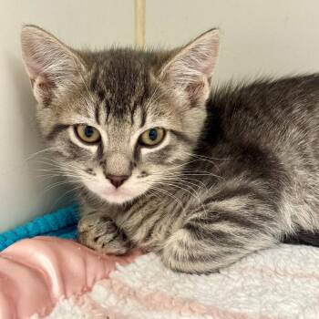 Domestic Short Hair Cats Available for Adoption in Long Beach, California - Crackle | PetCurious