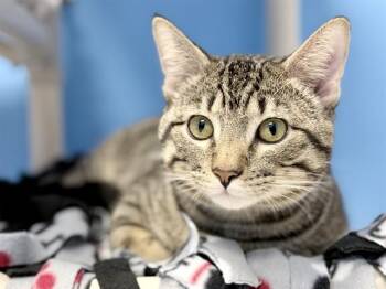 Domestic Short Hair Cats Available for Adoption in Ames, Iowa - RENZO | PetCurious