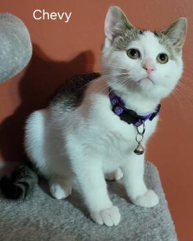Charlene Chevy Chevelle -  Domestic Short Hair Cat for Adoption in Canal Winchester, Ohio - Charlene Chevy Chevelle | PetCurious