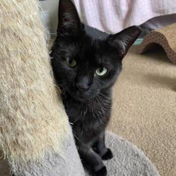 Rescue Domestic Short Hair Cats for Adoption in Rockford, Michigan - Bece | PetCurious