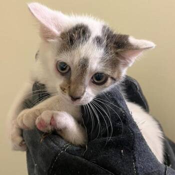 Bruce Jr. -  Domestic Short Hair Cat for Adoption in Winchester, Virginia - Bruce Jr. | PetCurious