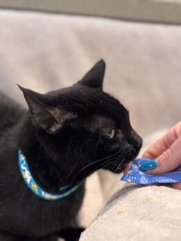 Domestic Short Hair Cats Available for Adoption in Lincoln, California - Luka Bella (Petra) | PetCurious