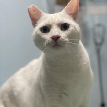 Domestic Short Hair Cats Available for Adoption in Riverside, California - Coconut | PetCurious