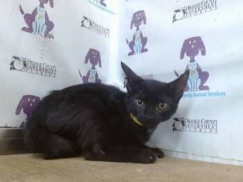 LEAF -  Domestic Short Hair Cat for Adoption in Orlando, Florida - LEAF | PetCurious