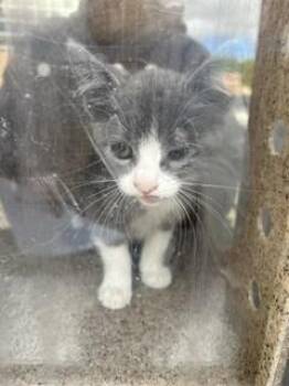 JENNY -  Domestic Short Hair Cat for Adoption in Stockton, California - JENNY | PetCurious
