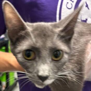 Lynn -  Domestic Short Hair Cat for Adoption in Des Moines, Iowa - Lynn | PetCurious