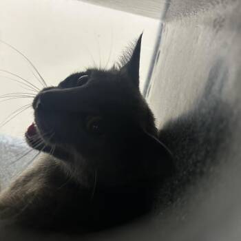 Mansena -  American Shorthair Cat Available for Adoption in Lufkin, Texas - Mansena | PetCurious