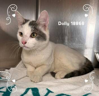 Domestic Short Hair Cats Available for Adoption in Marietta, Georgia - DOLLY | PetCurious