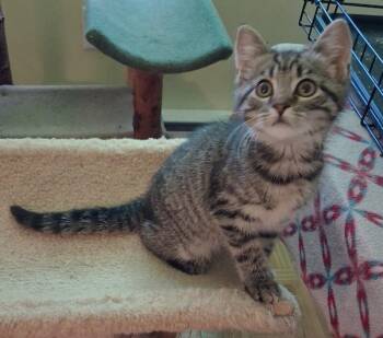 Mimi -  Tabby Cat for Adoption - Mimi | PetCurious