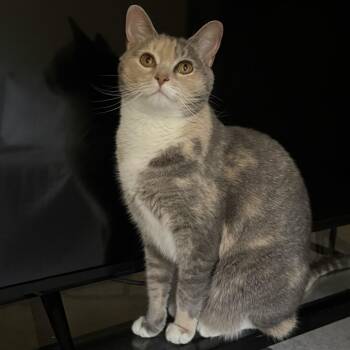 Lemon (Miranda) -  Domestic Short Hair Cat for Adoption in Tallahassee, Florida - Lemon (Miranda) | PetCurious