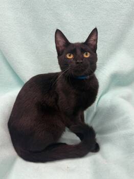 Rescue Domestic Long Hair Cats for Adoption in Denham Springs, Louisiana - Issac | PetCurious