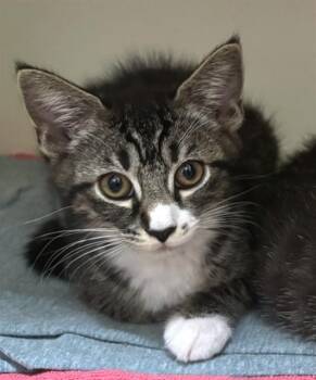 ROSEMARY -  Domestic Short Hair Cat for Adoption in Dedham, Massachusetts - ROSEMARY | PetCurious