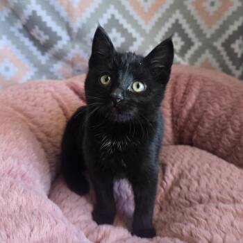 Domestic Short Hair Cats Available for Adoption - Cricket | PetCurious