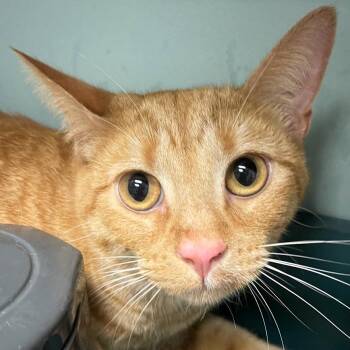 Domestic Short Hair Cats Available for Adoption in Lenexa, Kansas - Sebastian | PetCurious