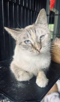 Rescue Siamese and Dilute Tortoiseshell Cats for Adoption in Edgewood, Florida - Pitufina | PetCurious