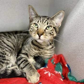 Milo -  Domestic Short Hair Cat for Adoption in Atlanta, Georgia - Milo | PetCurious