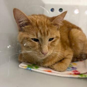 Domestic Short Hair Cats Available for Adoption - Jackson | PetCurious