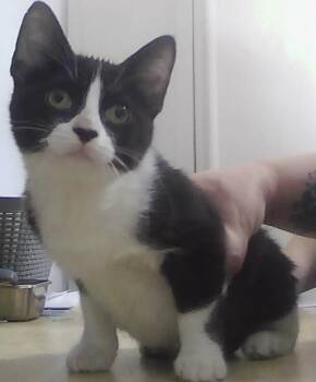 Baby Bunnie -  Domestic Short Hair Cat for Adoption in Dayton, Minnesota - Baby Bunnie | PetCurious