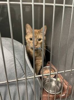 Rescue Domestic Short Hair Cats for Adoption in Fishers, Indiana - Codie | PetCurious