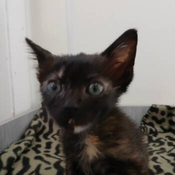 Domestic Short Hair Cats Available for Adoption in Las Vegas, Nevada - Lucinda 53840 | PetCurious