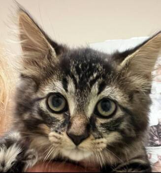 OAK -  Tabby and Domestic Medium Hair Cat for Adoption in Minesing, Ontario - OAK | PetCurious