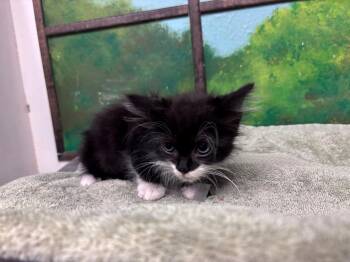 SWEETIE -  Domestic Short Hair Cat for Adoption in Houston, Texas - SWEETIE | PetCurious