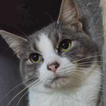 Peter -  Domestic Short Hair Cat for Adoption in Richmond, Kentucky - Peter | PetCurious
