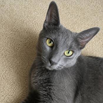 Dove -  Domestic Short Hair Cat for Adoption in Omaha, Nebraska - Dove | PetCurious