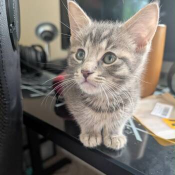 American Shorthair Cats Available for Adoption in Mount Vernon, Arkansas - Asher | PetCurious