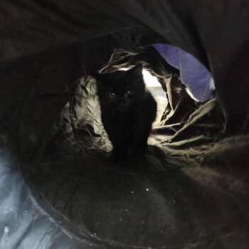 Kourtney -  Domestic Short Hair Cat for Adoption in Brockton, Massachusetts - Kourtney | PetCurious
