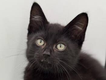 Licorice -  Domestic Short Hair Cat for Adoption in Portland, Oregon - Licorice | PetCurious