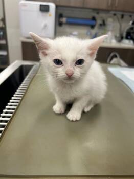Domestic Short Hair Cats Available for Adoption in Baytown, Texas - GROGU | PetCurious