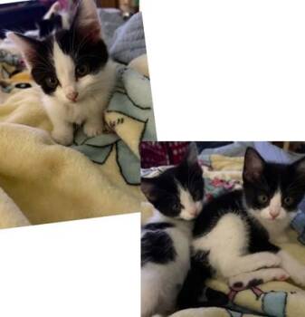 Bubbles -  Domestic Short Hair Cat for Adoption in Morristown, New Jersey - Bubbles | PetCurious