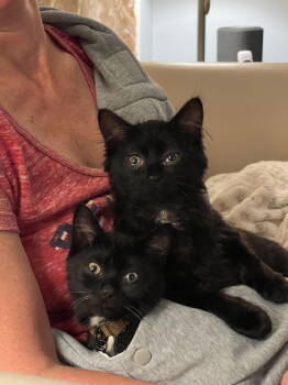 Rescue Domestic Short Hair Cats for Adoption - Chibi And Petrie | PetCurious